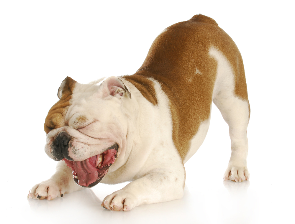 Dog Doing Downward Dog