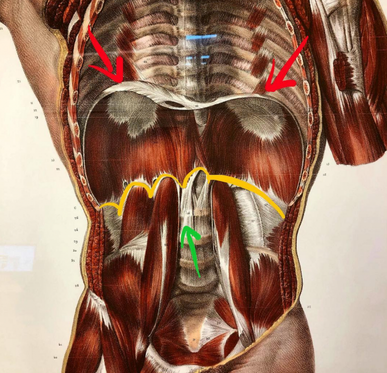 Diaphragm, Breathing & Performance Total Physical Therapy